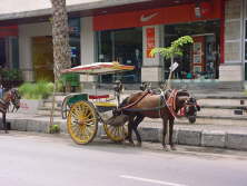 Pferde auf Bali